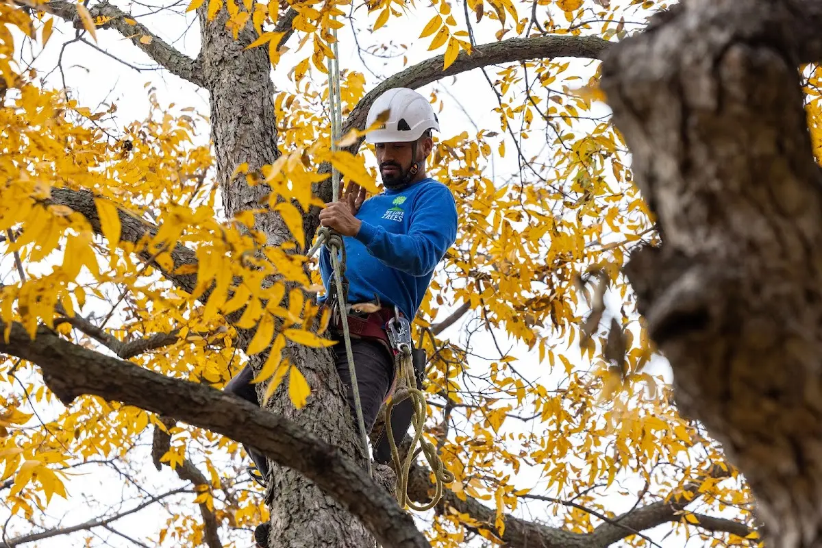 Skilled Tree Pruning crew working in Fort Thompson